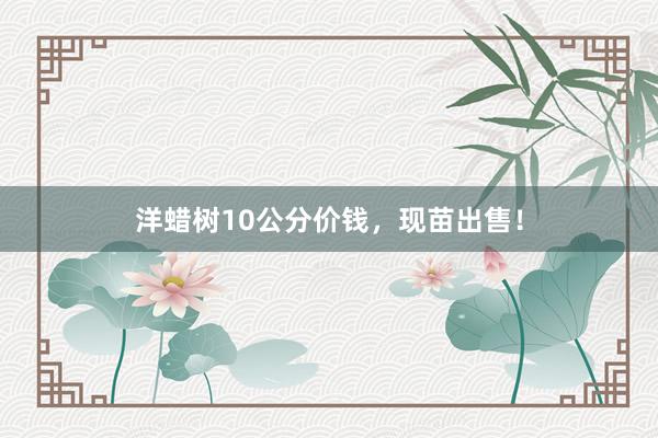 洋蜡树10公分价钱，现苗出售！